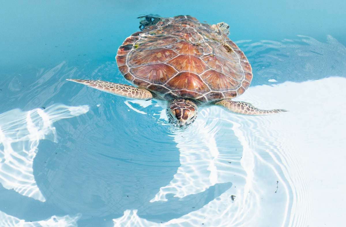 sea life sea turtle swimming on clear water reptile